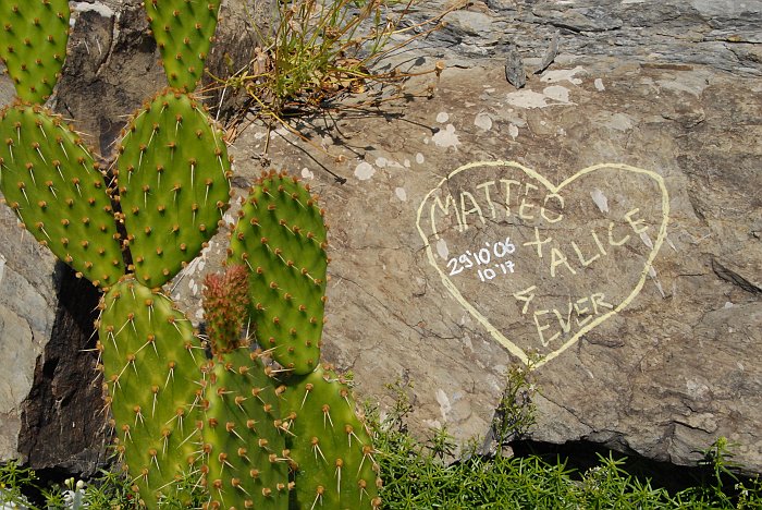 Cactus - Fotografia di Manarola - Le Cinque Terre