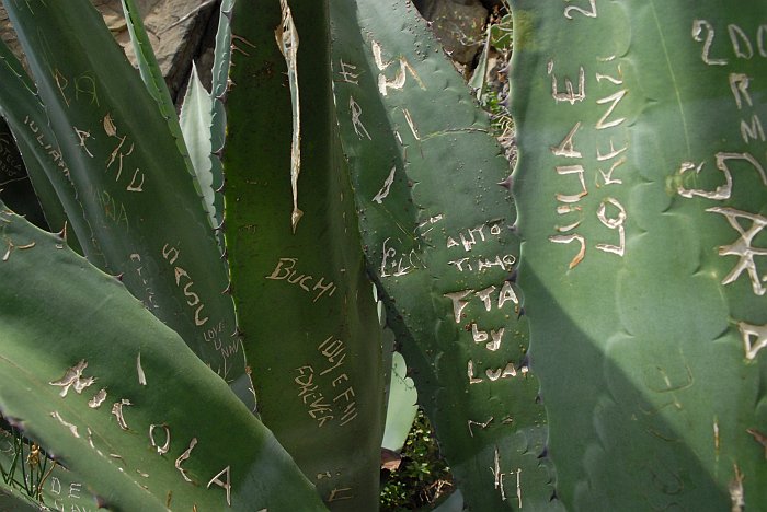Scritte agave - Fotografia di Riomaggiore - Le Cinque Terre