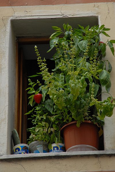 Vaso basilico - Fotografia di Riomaggiore - Le Cinque Terre