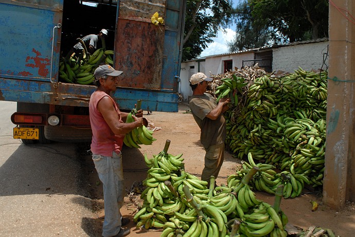 Allo scarico platanos - Fotografia di Camaguey - Cuba 2010