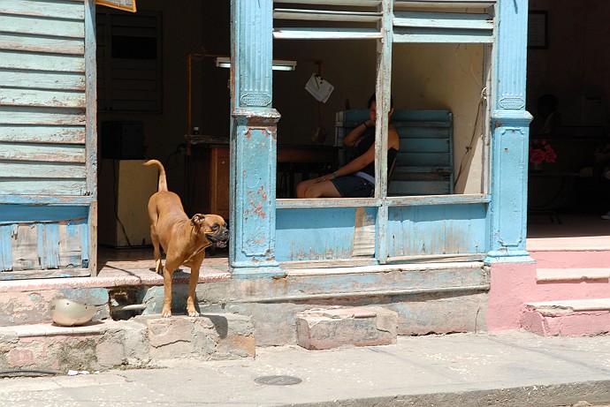 Cane sugli scalini - Fotografia di Holguin - Cuba 2010