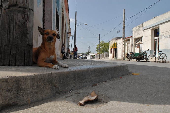 Cane - Fotografia di Holguin - Cuba 2010