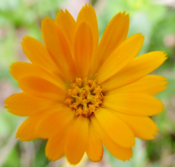 Fotografia di un fiore arancio