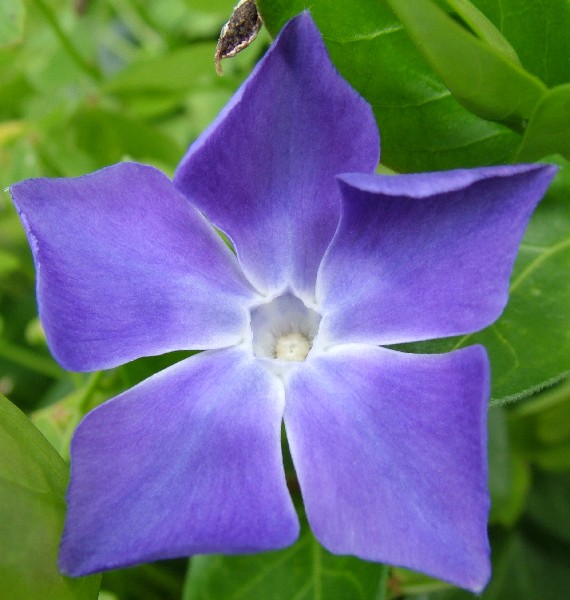Fotografia di un fiore blu