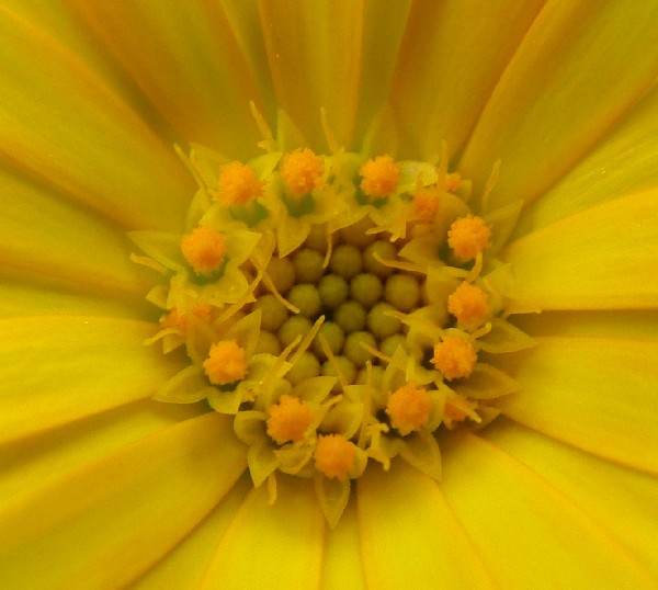 Fotografia di un fiore centrofiore