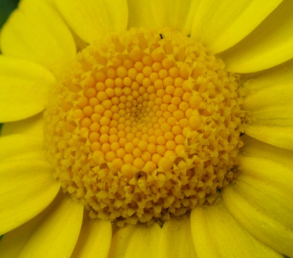 Fotografia di un fiore centromarg