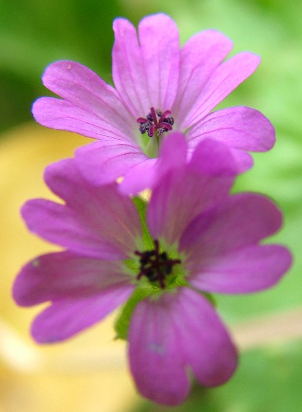 Fotografia di un fiore duetto