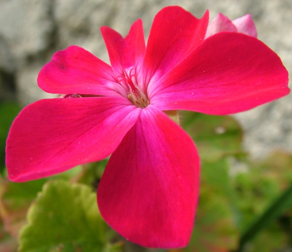 Fotografia di un fiore geranio