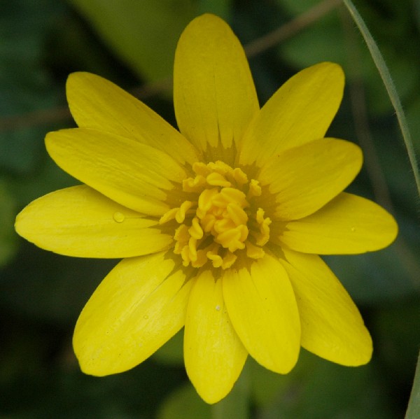 Fotografia di un fiore giall