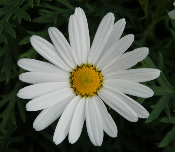 Fotografia di un fiore marg