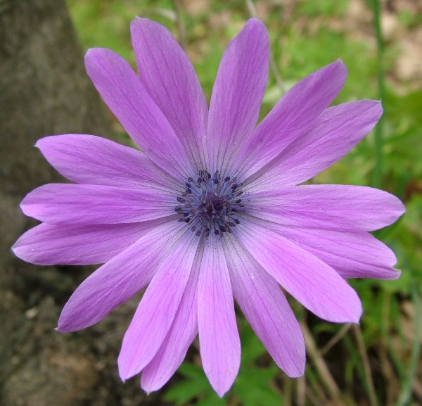 Fotografia di un fiore viola