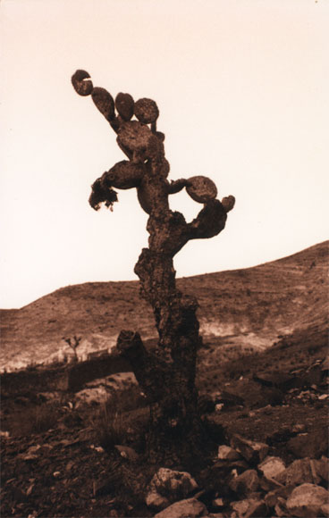 Cactus - Fotografia del Messico