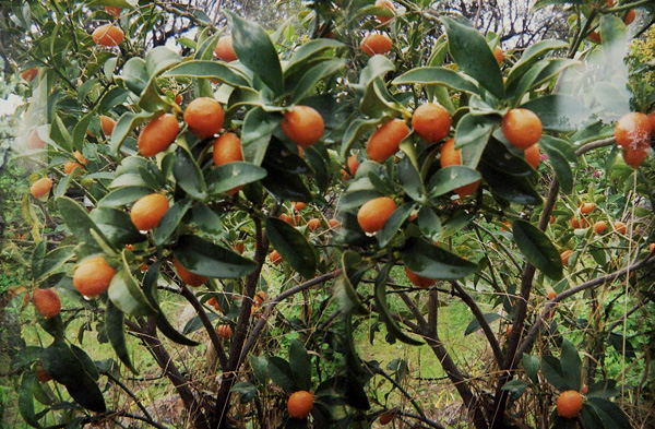 Chinotto :: Stereo Foto 3D