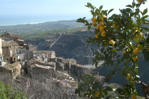 Albero Limoni Panoramica - Fotografia di Badolato