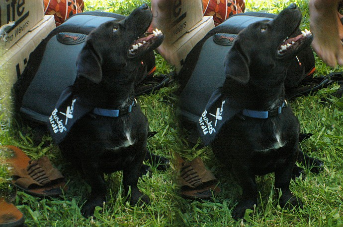 Cane - Foto 3D :: Buskers Pirata Bologna 2010