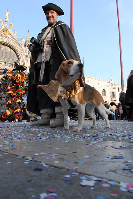 Cane vestito - Carnevale di Venezia