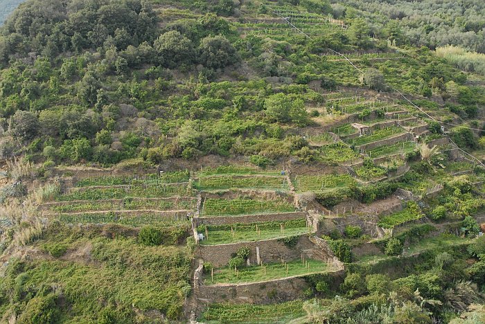 Campi - Fotografia di Corniglia - Le Cinque Terre