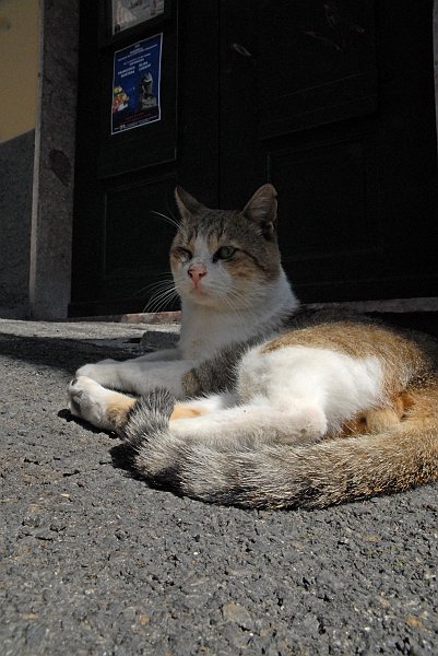Gatto - Fotografia di Manarola - Le Cinque Terre