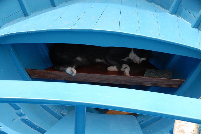 Gatto dormendo - Fotografia di Riomaggiore - Le Cinque Terre