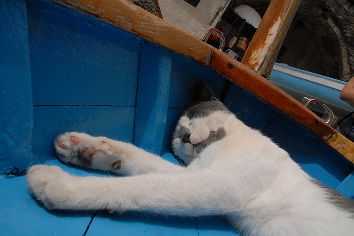 Gatto - Fotografia di Riomaggiore - Le Cinque Terre