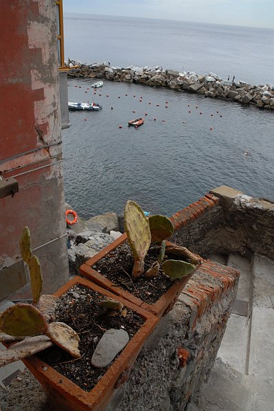Vasi piante - Fotografia di Riomaggiore - Le Cinque Terre
