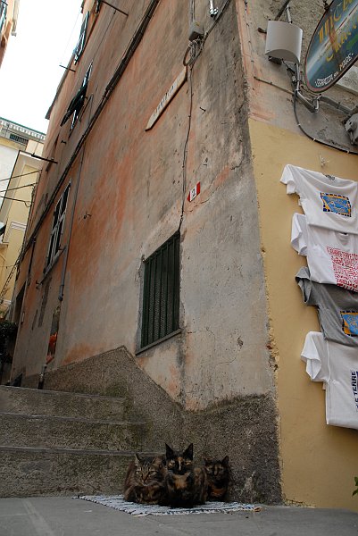 Gatti - Fotografia di Vernazza - Le Cinque Terre