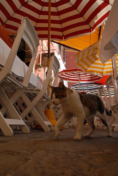 Gatto a spasso - Fotografia di Vernazza - Le Cinque Terre