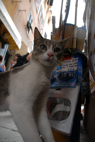 Gatto - Fotografia di Vernazza - Le Cinque Terre