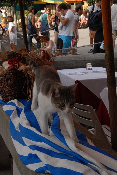 Micio - Fotografia di Vernazza - Le Cinque Terre