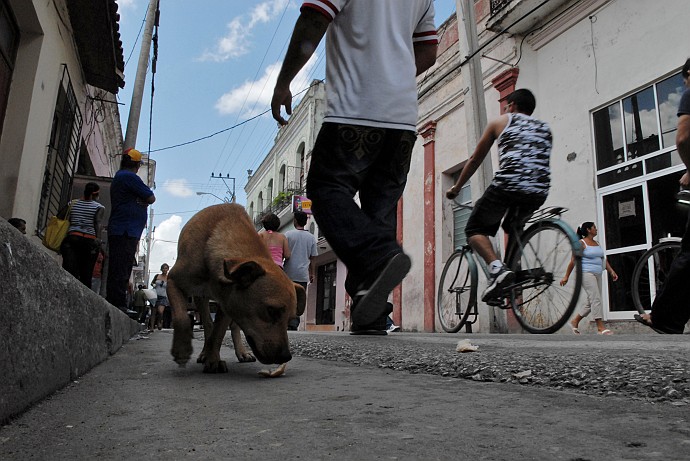 Cane annusando - Fotografia di Camaguey - Cuba 2010