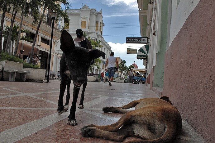 Cani - Fotografia di Cienfuegos - Cuba 2010