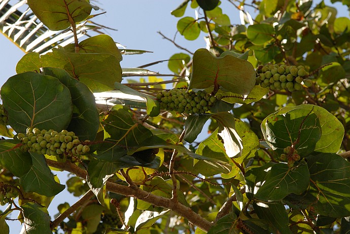 Vegetazione - Fotografia di Cienfuegos - Cuba 2010