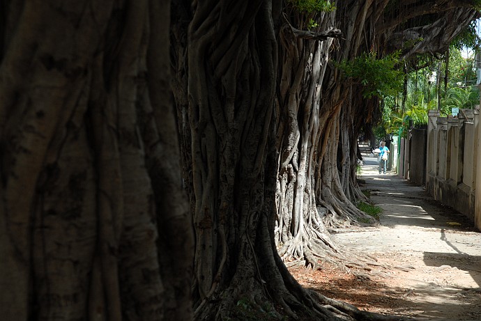 Alberi - Fotografia della Havana - Cuba 2010