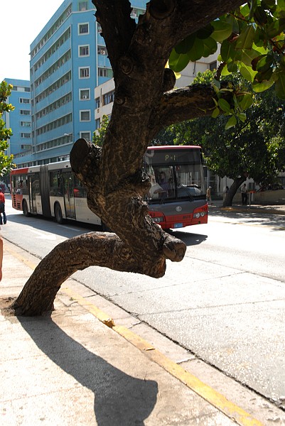 Albero bus - Fotografia della Havana - Cuba 2010