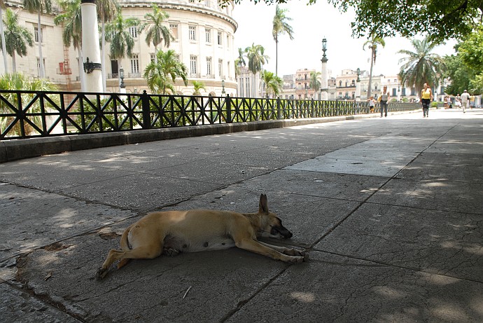 Cane dormendo - Fotografia della Havana - Cuba 2010
