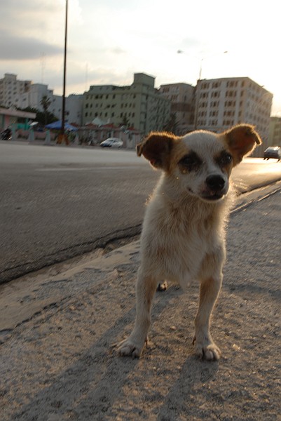 Cane - Fotografia della Havana - Cuba 2010