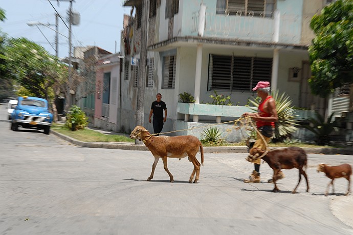 Capre al guinzaglio - Fotografia di Santiago di Cuba - Cuba 2010