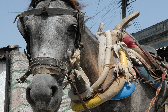 Cavallo - Fotografia di Santiago di Cuba - Cuba 2010