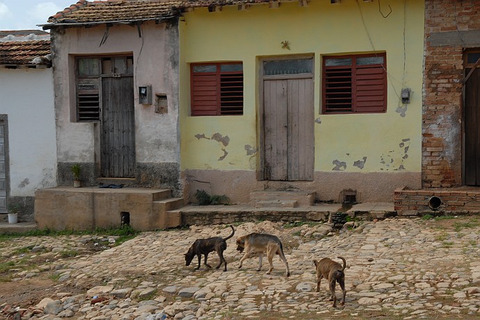 Cani - Fotografia di Trinidad - Cuba 2010