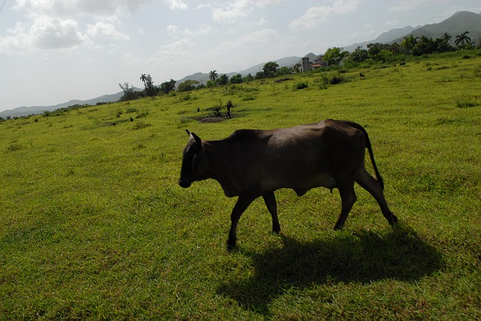 Mucca - Fotografia di Trinidad - Cuba 2010