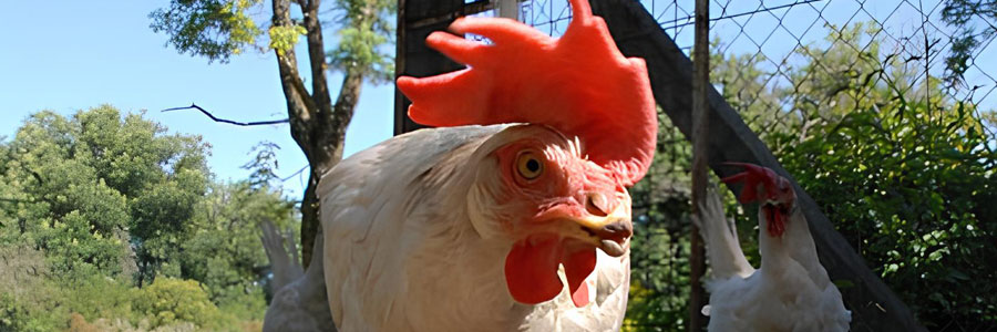 Galline curiose in osservazione