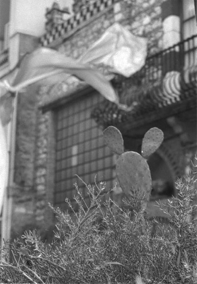 Cactus - Foto qua e là...
