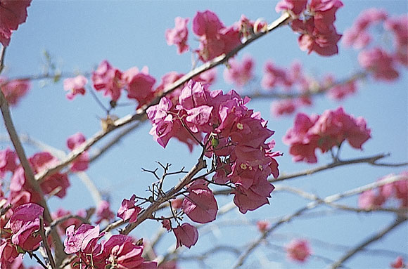 Fiori - Foto qua e là...