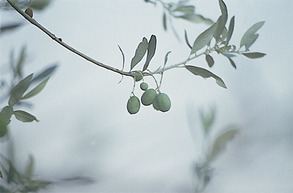 Olive - Foto qua e là...