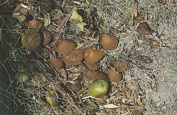 Pere - Foto qua e là...