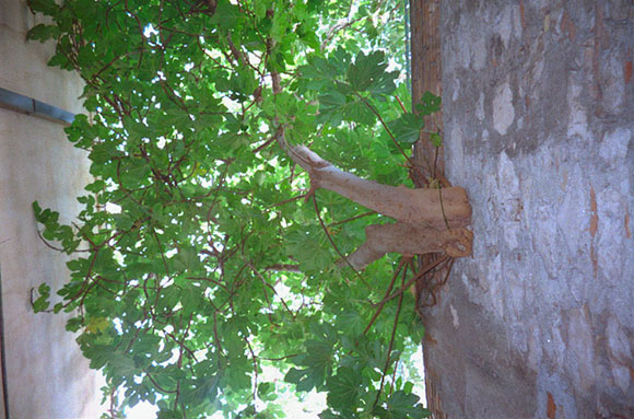 Potenza degli alberi - Foto qua e là...