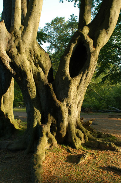 Foto del Giorno - Potenza della natura