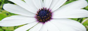 Scatto fotografico di fiori realizzato da Sergio Dolce