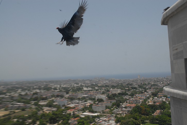 Volo avvoltoio #7