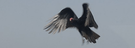 Il volo dell'avvoltoio :: Fotografia Zen